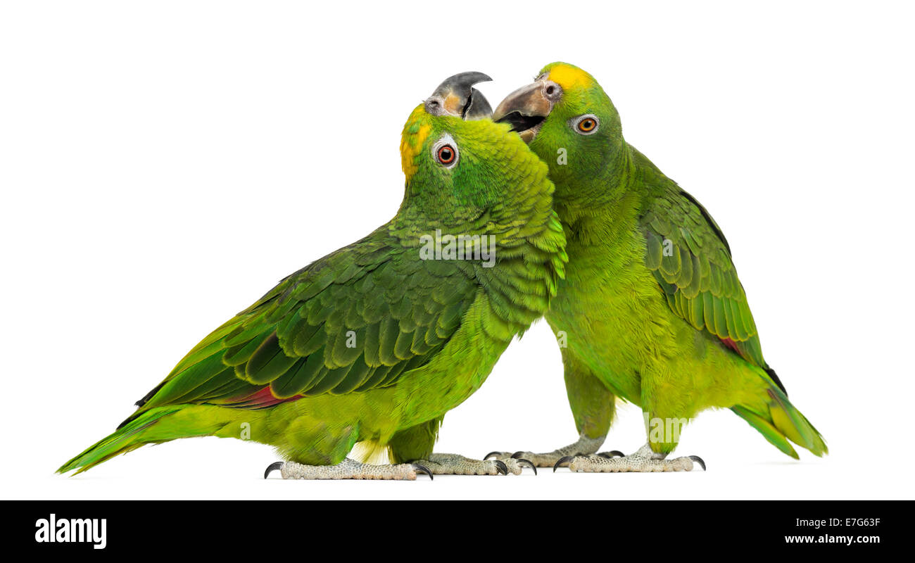 Panama Amazon and Yellow-crowned Amazon parrots pecking, isolated on white Stock Photo