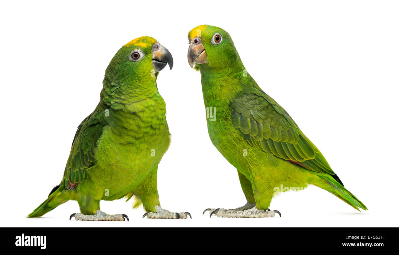 Panama Amazon and Yellow-crowned Amazon parrots isolated on white Stock Photo