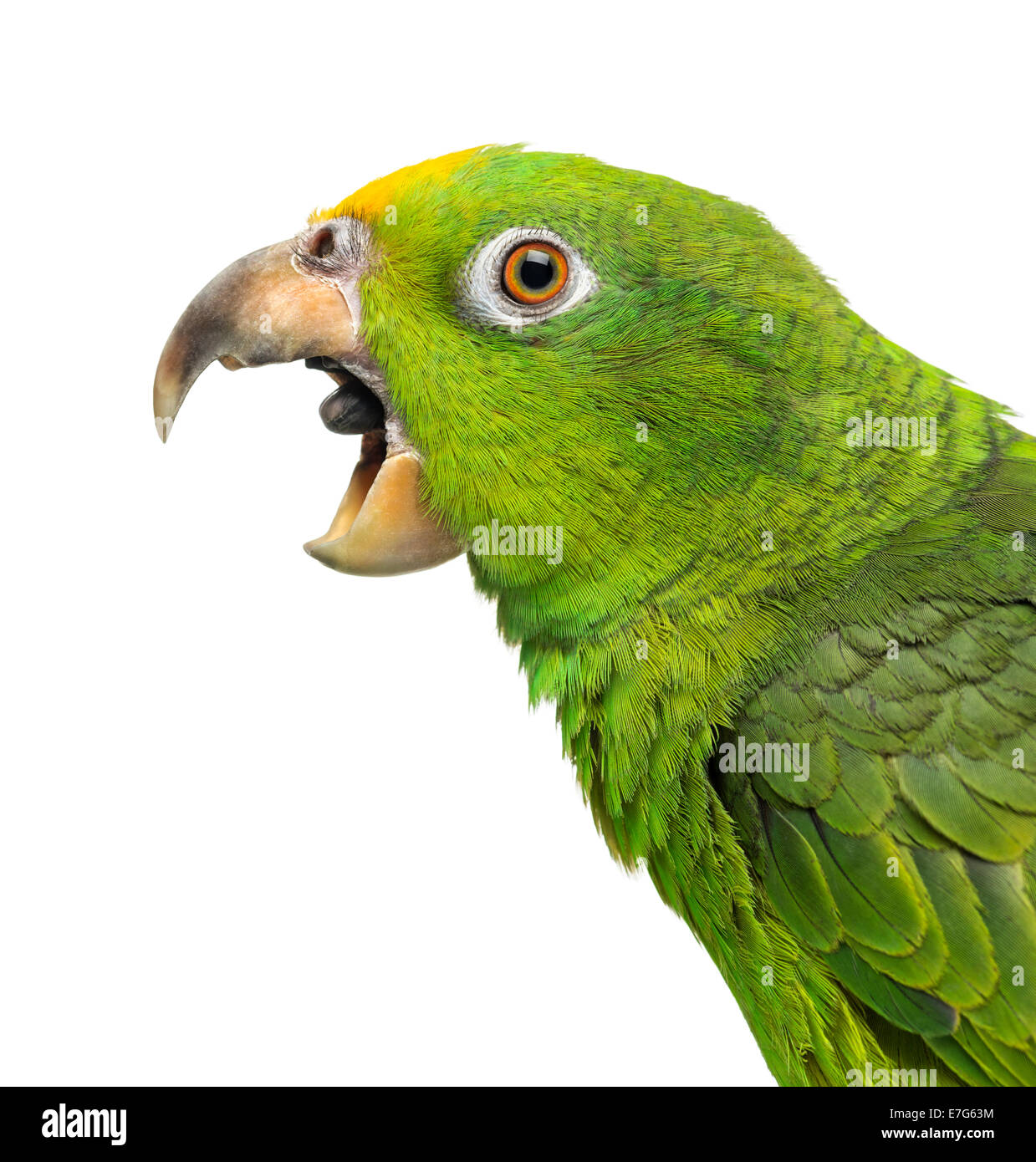 Amazon parrot hi-res stock photography and images - Alamy