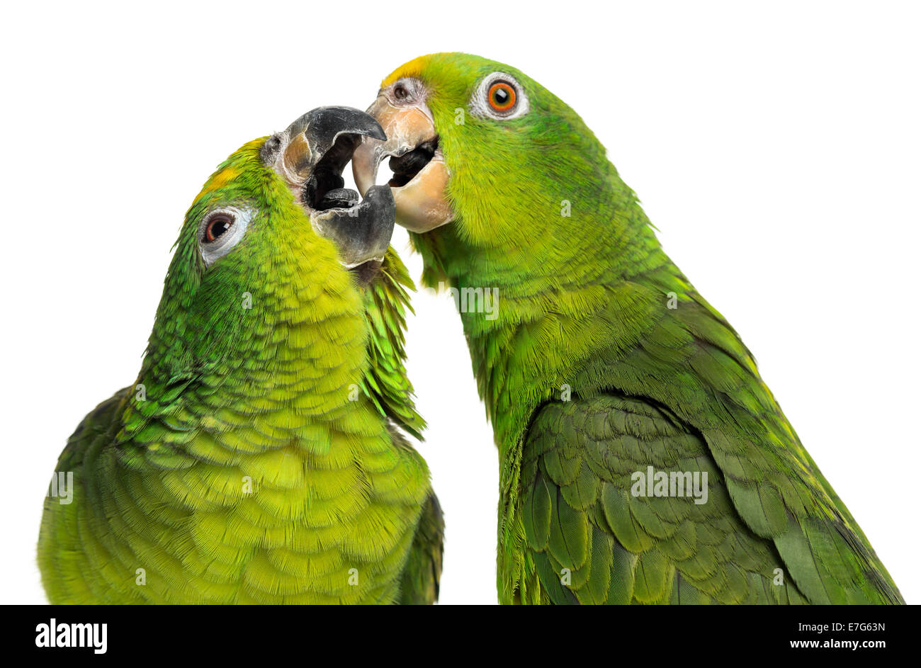 Close-up of a Panama Amazon and Yellow-crowned Amazon parrots pecking against white background Stock Photo