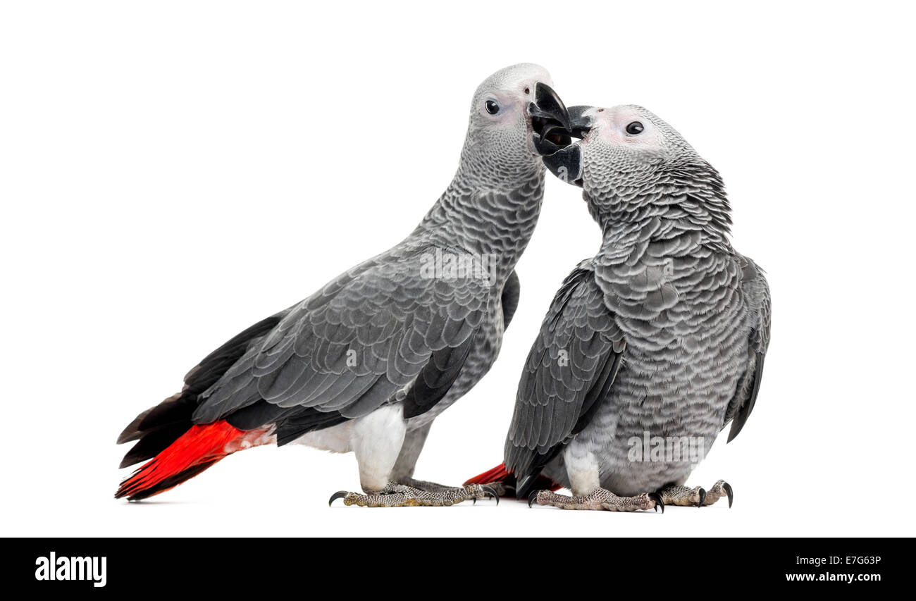 Two African Grey Parrots (3 months old) pecking against white background Stock Photo