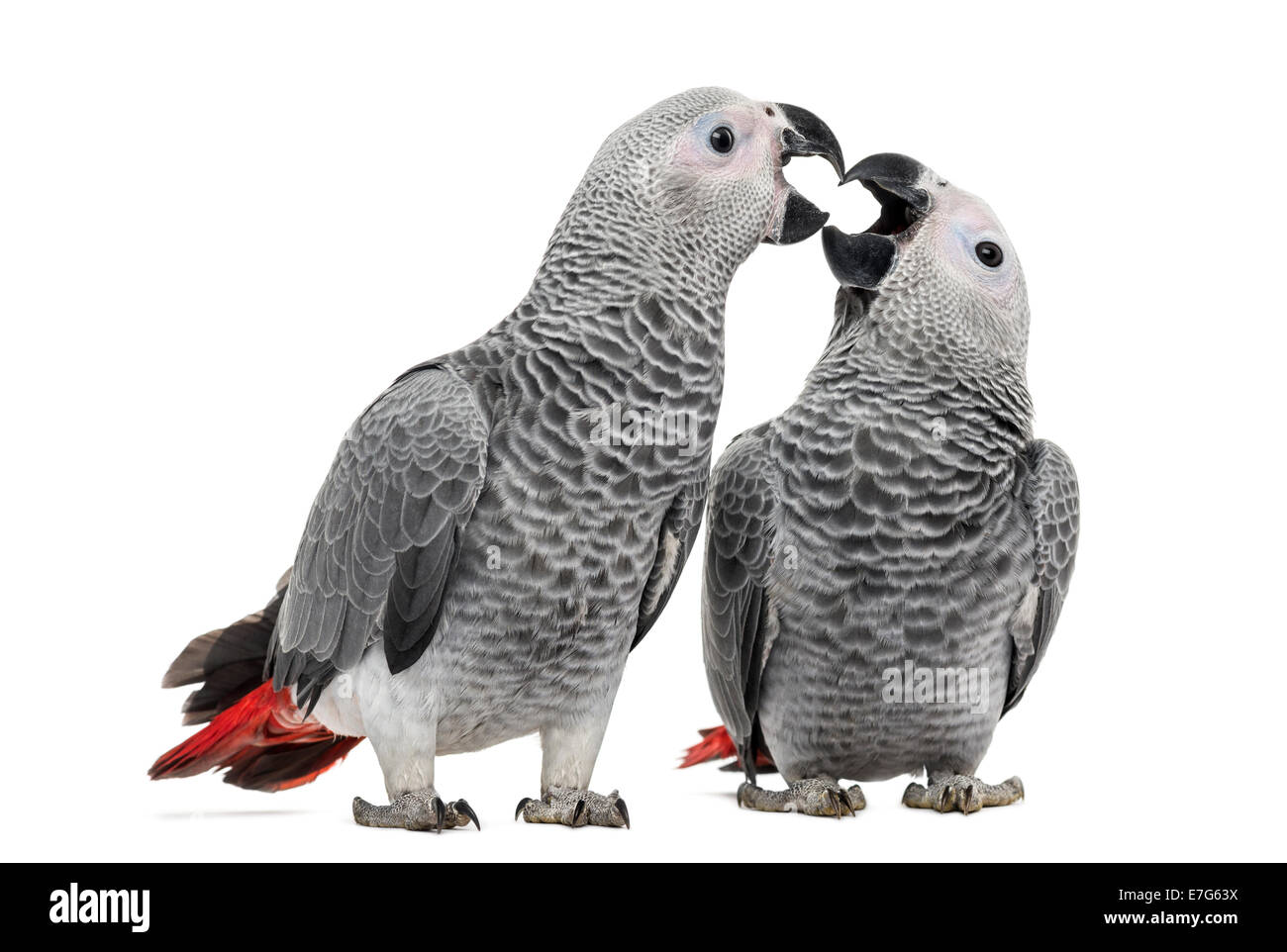 Two African Grey Parrots (3 months old) pecking against white background Stock Photo