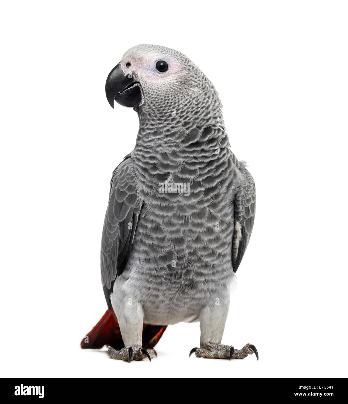African Grey Parrot (3 months old) isolated on white Stock Photo - Alamy