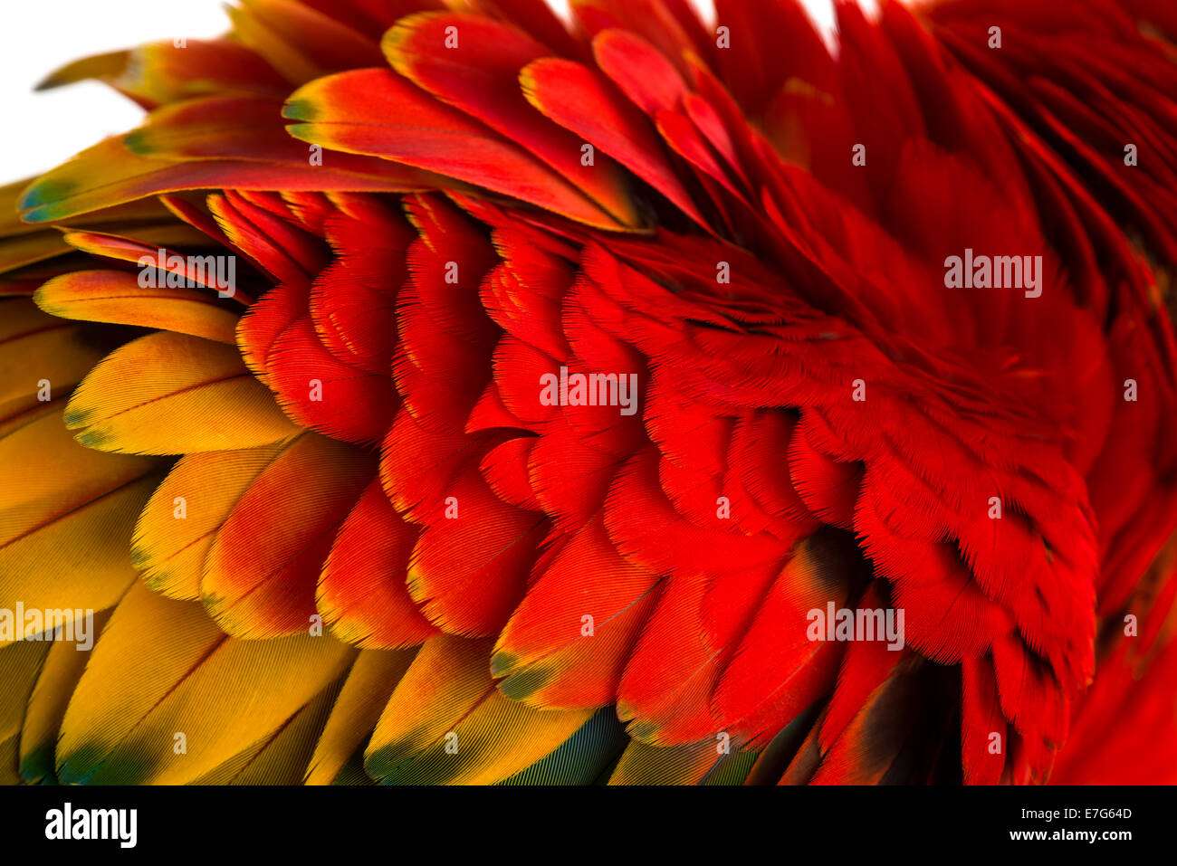 Close-up on a Scarlet Macaw feathers (4 years old) close up Stock Photo