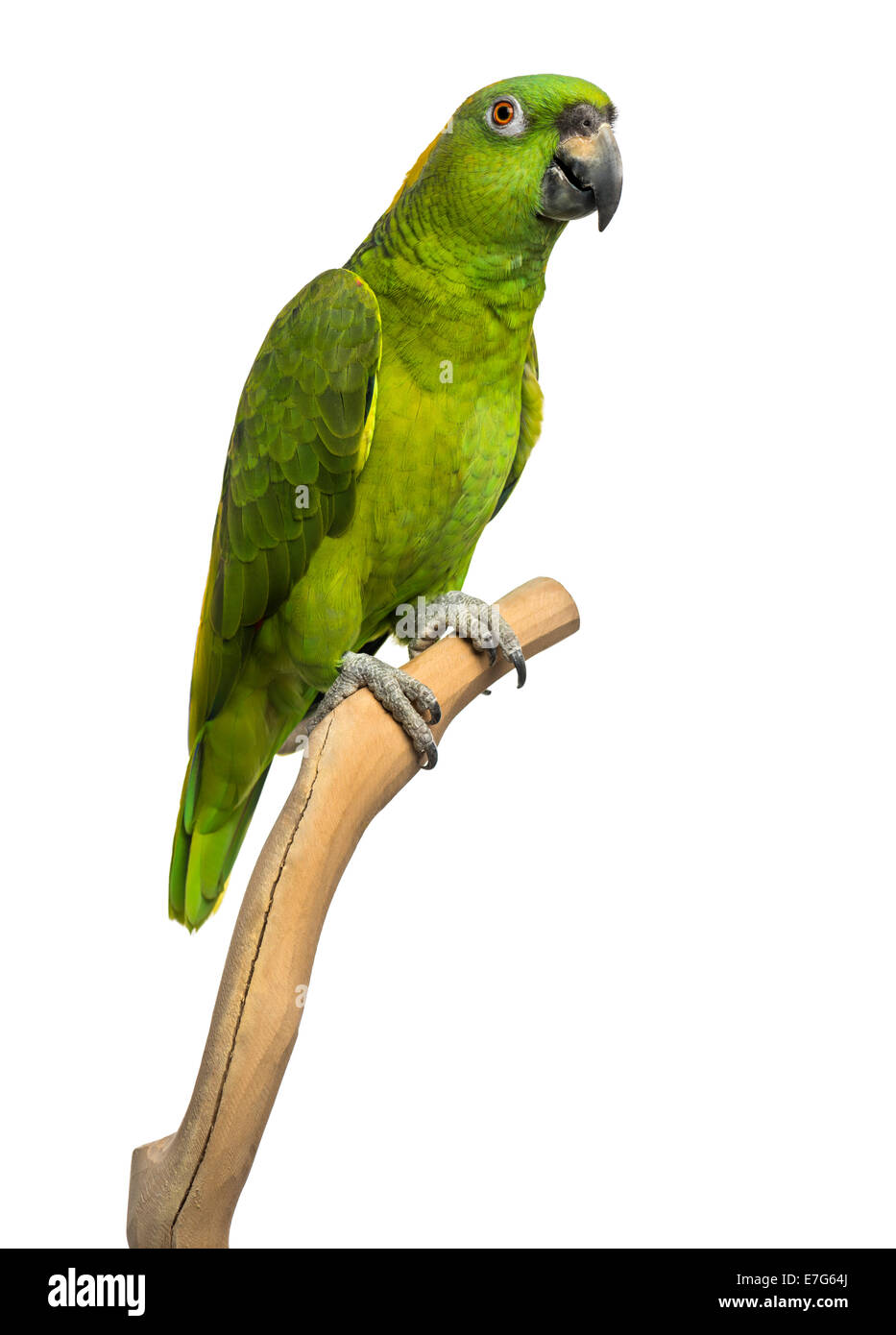 Yellow-naped parrot (6 years old) perched on a branch, isolated on white Stock Photo