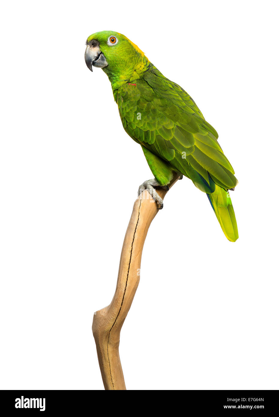 Yellow-naped parrot (6 years old) perched on a branch, isolated on white Stock Photo