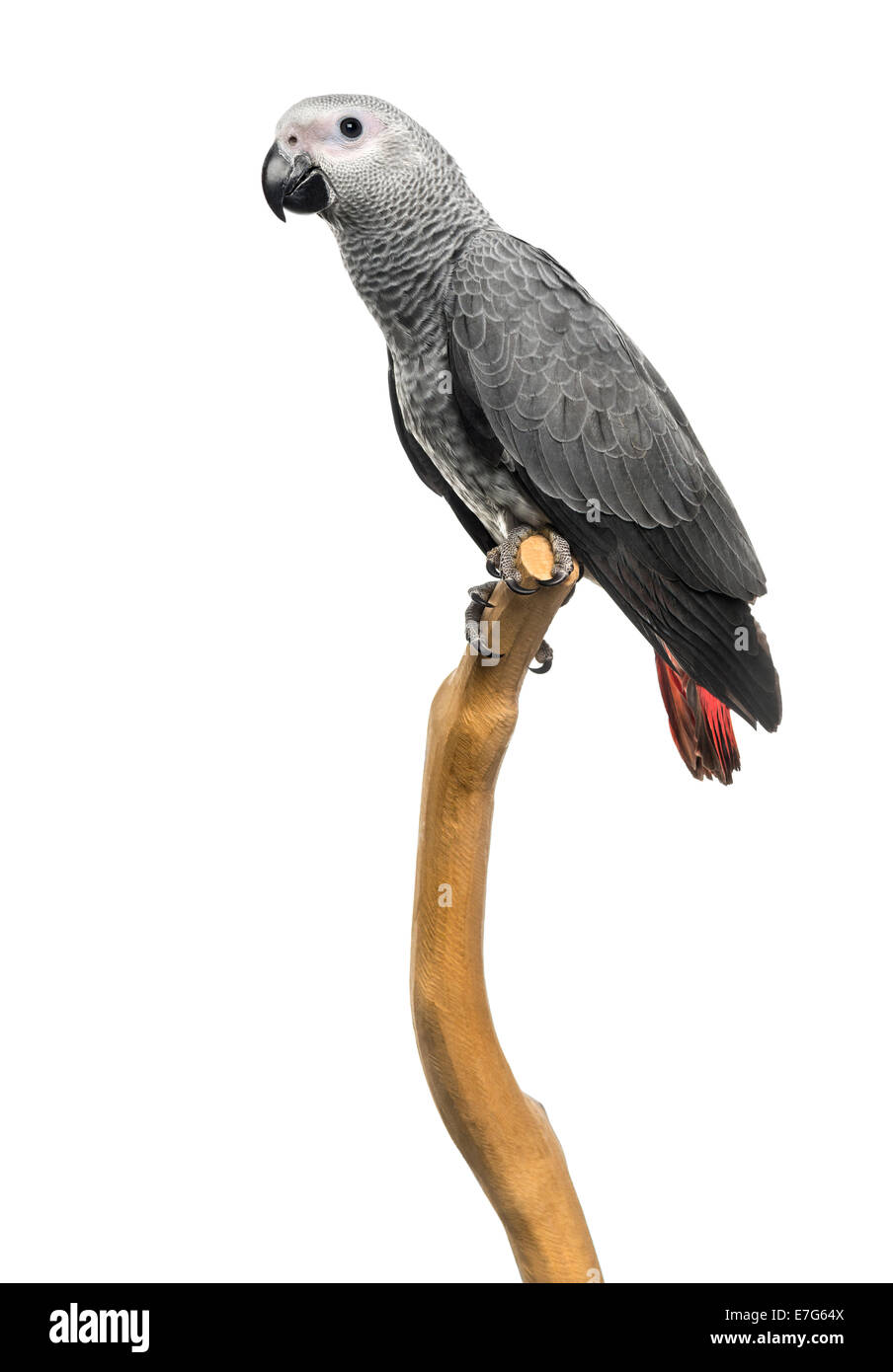 African Grey Parrot (3 months old) perched on a branch, isolated on white Stock Photo