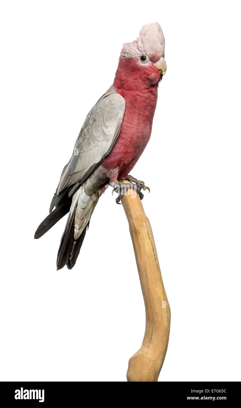 Rose-breasted Cockatoo (2 years old) perched on a branch, isolated on white Stock Photo