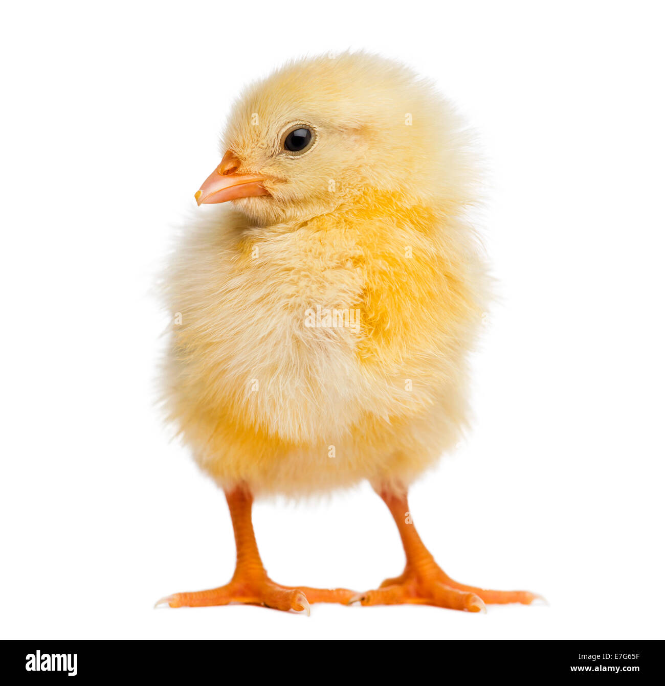 Chick 2 days old, isolated on white Stock Photo