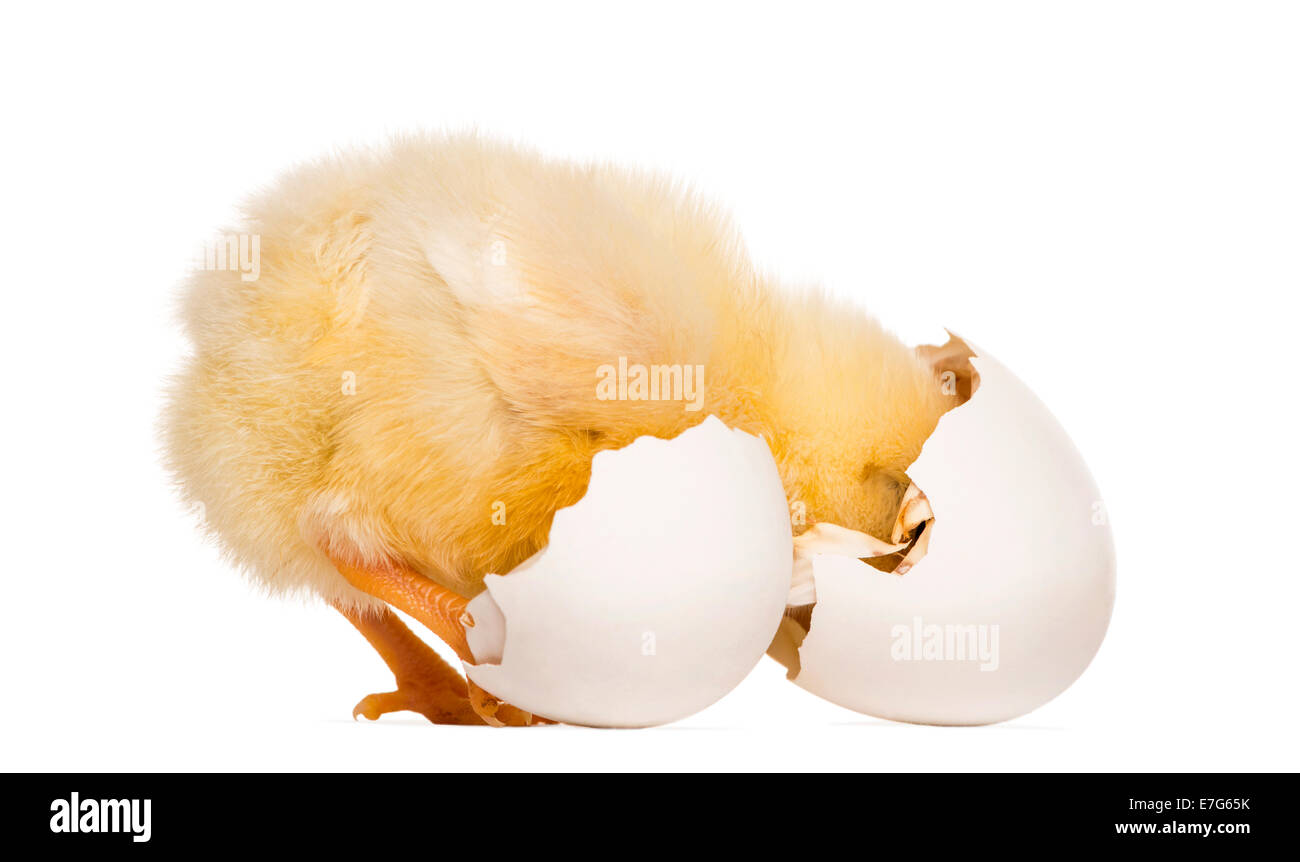 Chick (8 days old) looking into its eggshell against white background Stock Photo