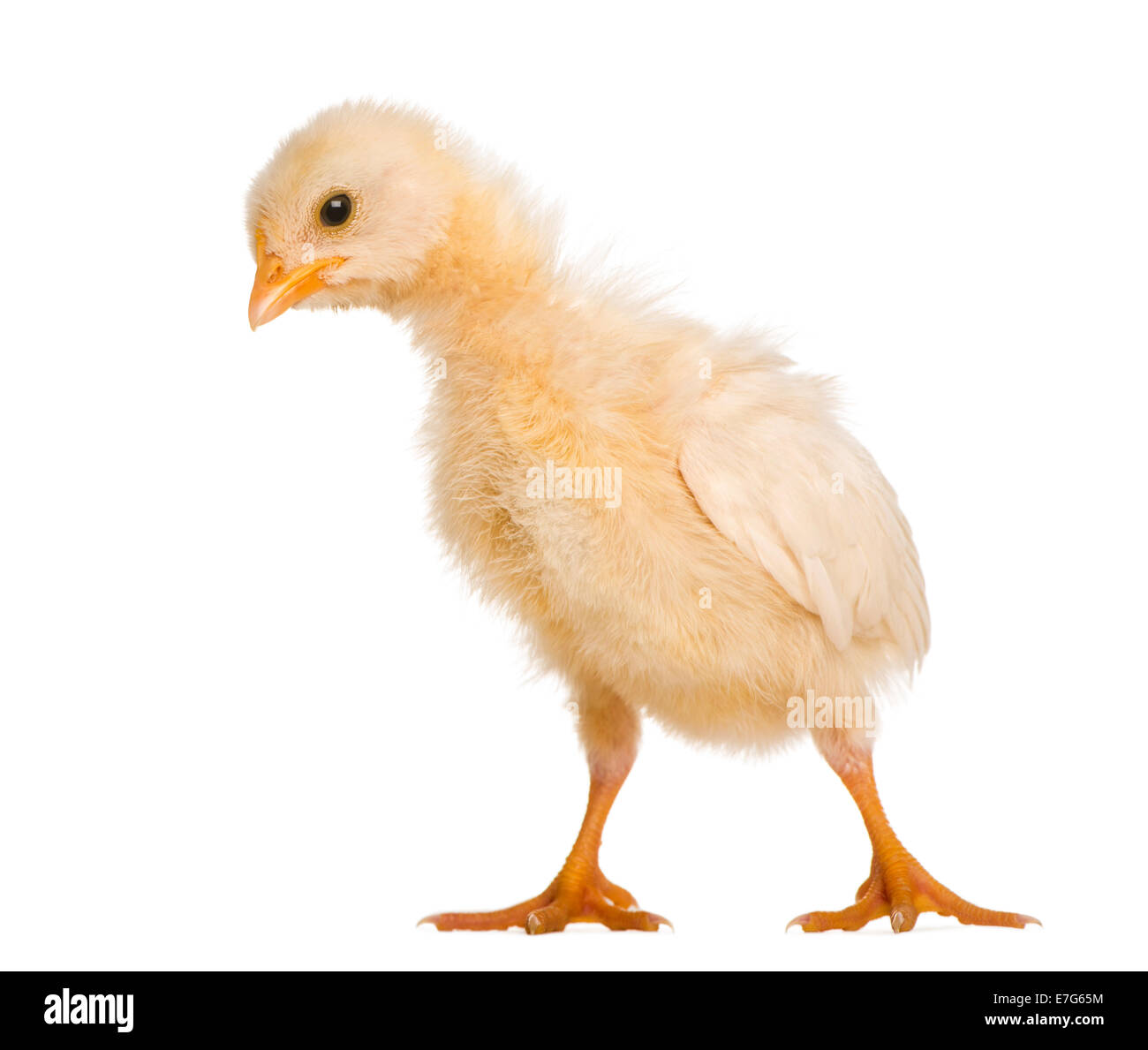 Chick ,8 days old, in front of white background Stock Photo