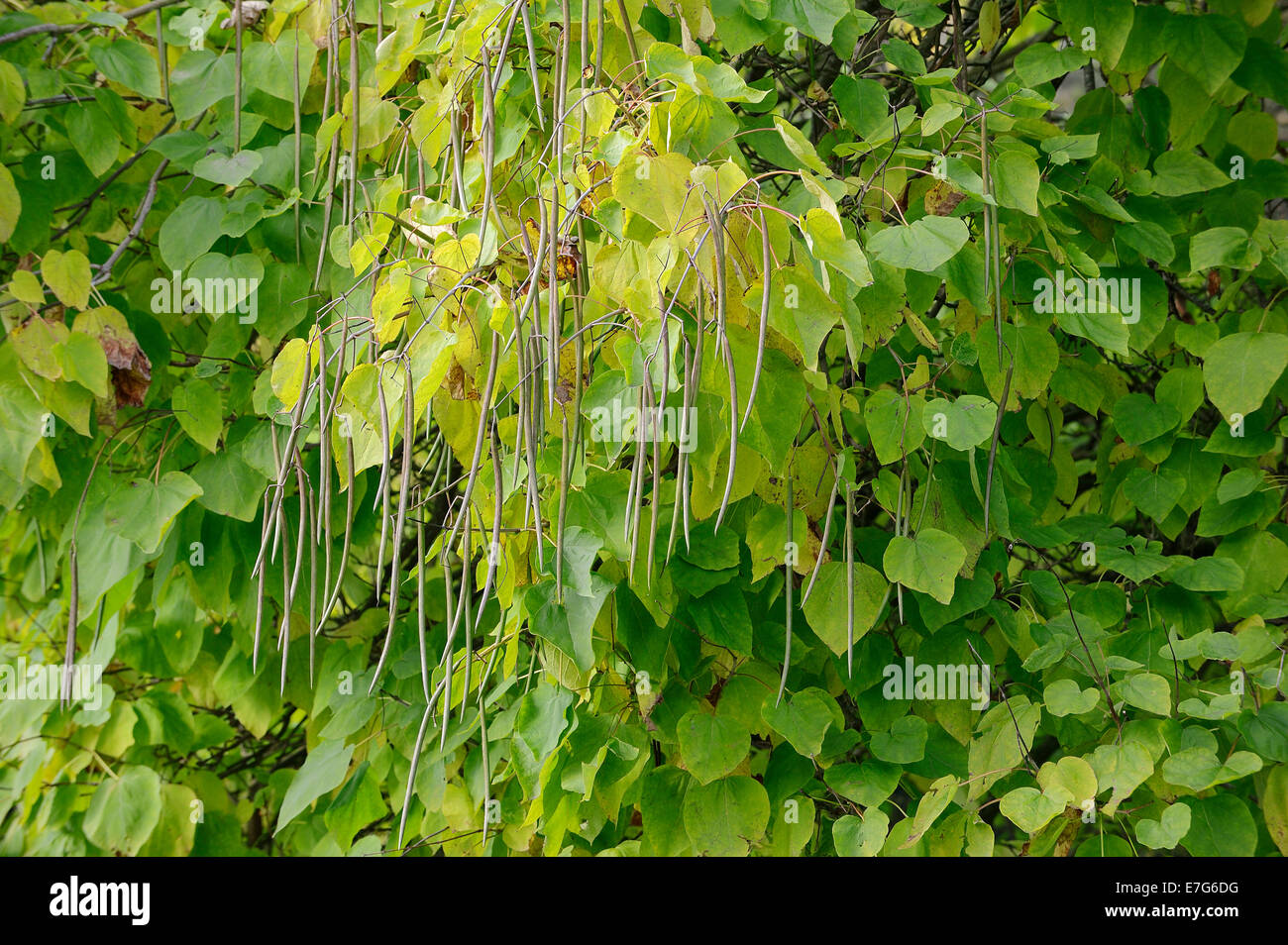 Southern Catalpa, Cigar Tree or Indian Bean Tree (Catalpa bignonioides, Catalpa syringifolia), fruit growing on the tree Stock Photo