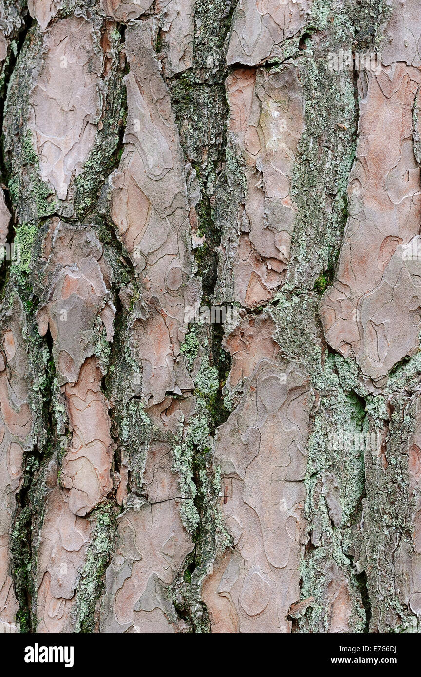 scots-pine-pinus-sylvestris-bark-netherlands-stock-photo-alamy