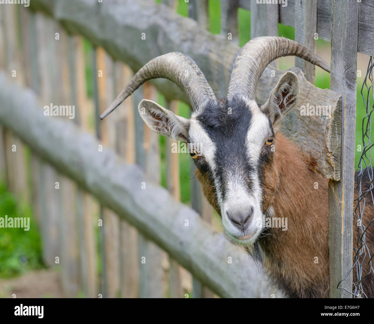 Goat Looking Through A Wooden Fence Austria Stock Photo Alamy