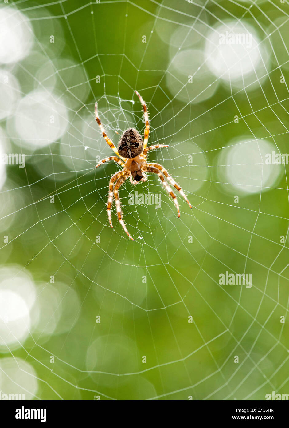 European Garden Spider (Araneus diadematus) in its web Stock Photo - Alamy