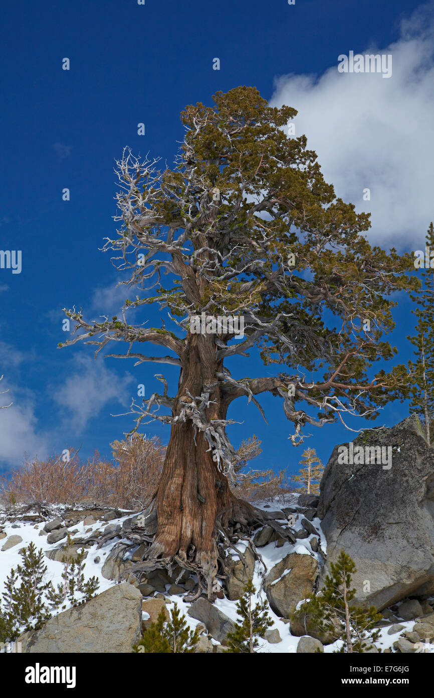 Tree and snow at summit of Carson Pass Highway (SR 88), 8,574 ft / 2,613 m, over Sierra Nevada, California, USA Stock Photo