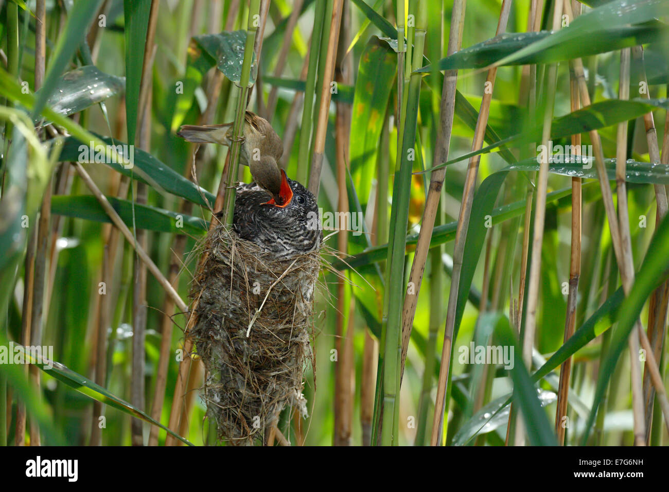 Cuckoo (Cuculus canorus), young bird being fed by the host bird, a Reed Warbler (Acrocephalus scirpaceus) on the nest Stock Photo