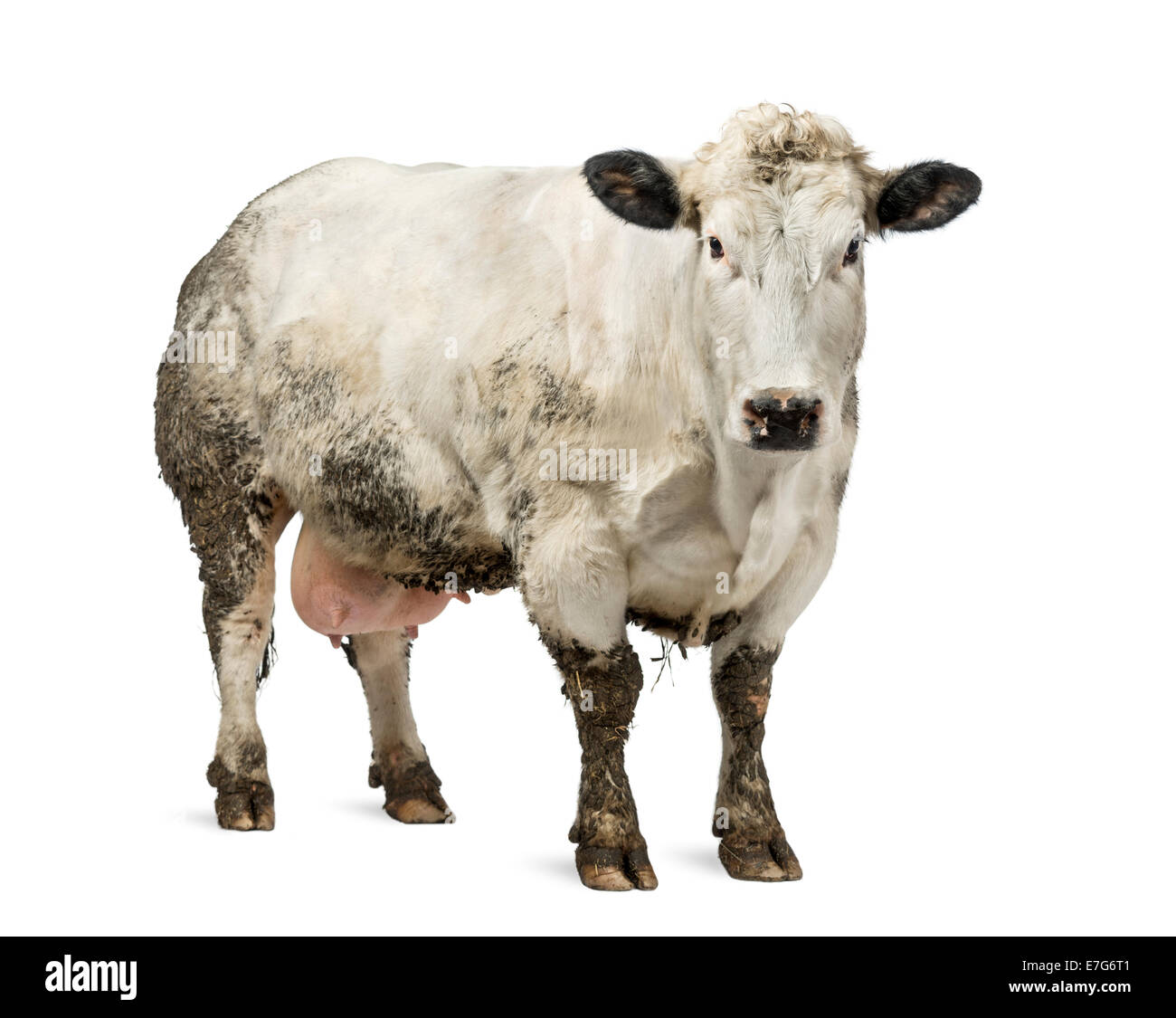 Dirty pregnant Belgian blue cow standing in front of white background Stock Photo