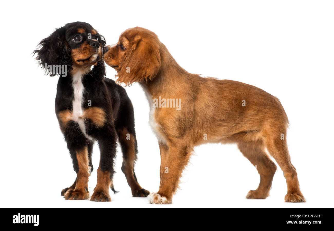 Two Cavalier King Charles Spaniels meeting against a white background Stock Photo