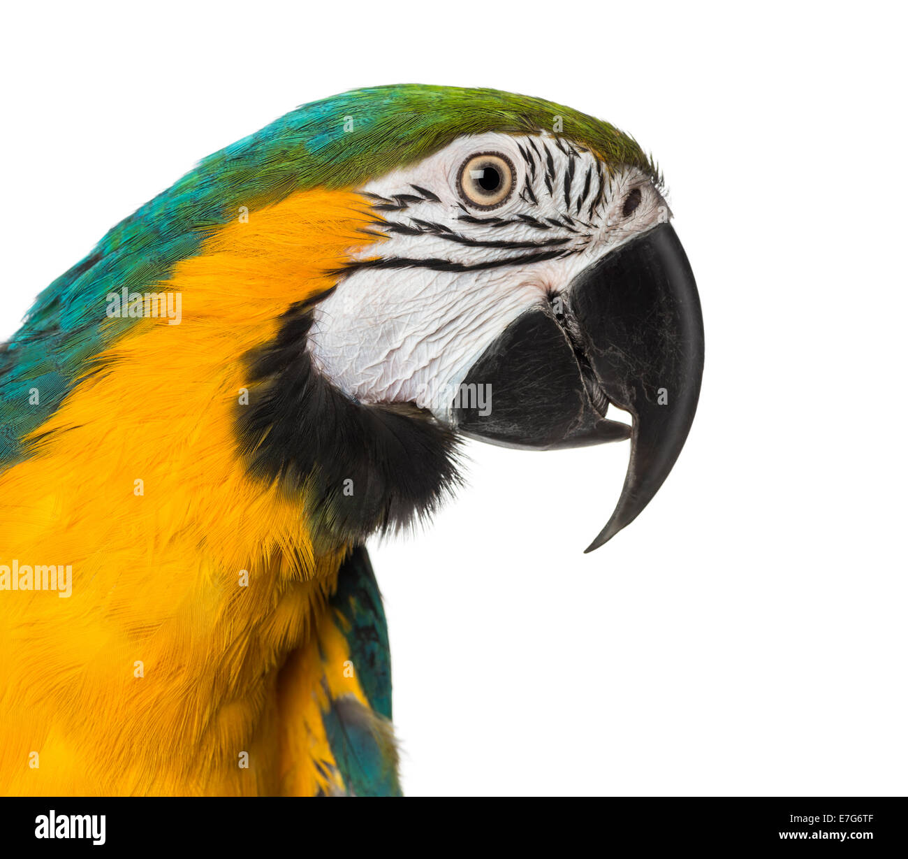 Close-up of a Blue-and-yellow Macaw in front of a white background Stock Photo