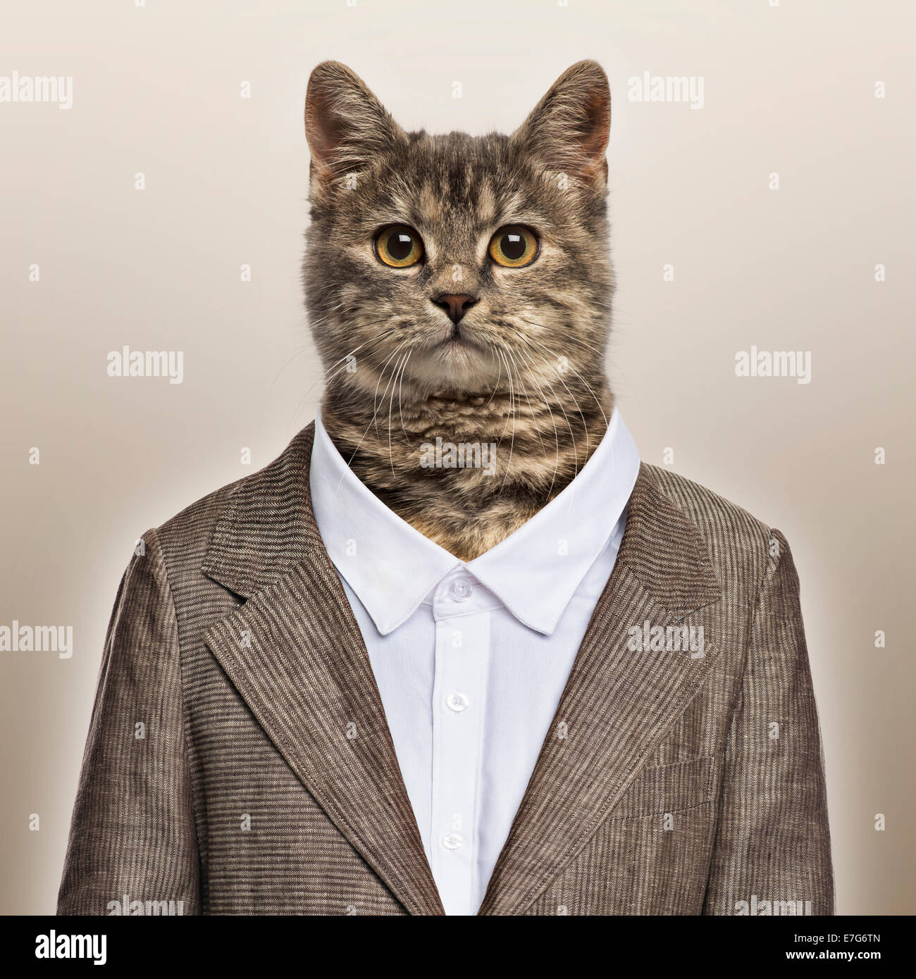 European Shorthair wearing a suit in front of a beige background Stock Photo