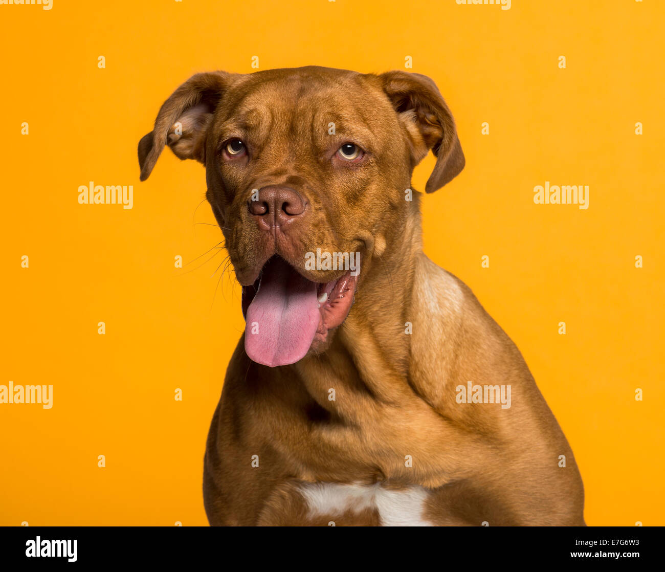 Headshot of Dogue de Bordeaux (8 months old) against yellow background Stock Photo