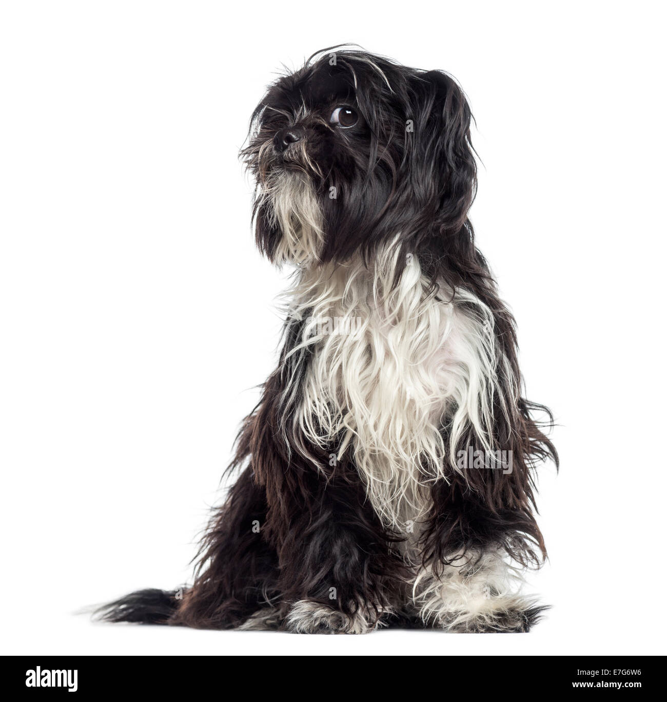 Shaggy Shih Tzu questioning (9 months old) against white background Stock Photo
