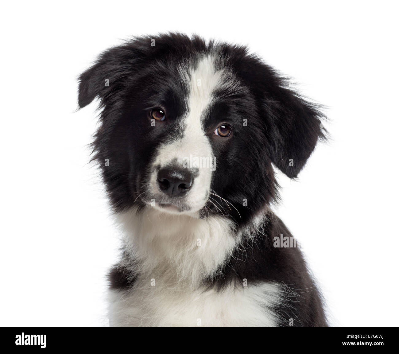 Headshot of a Border Collie puppy (4 months old) against white ...