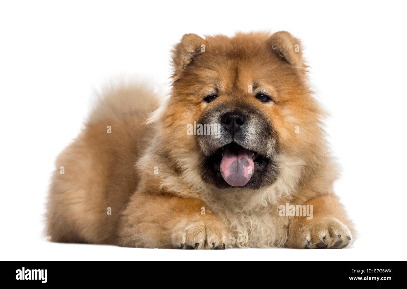 Chow Chow panting (7 months old) against a white background Stock Photo