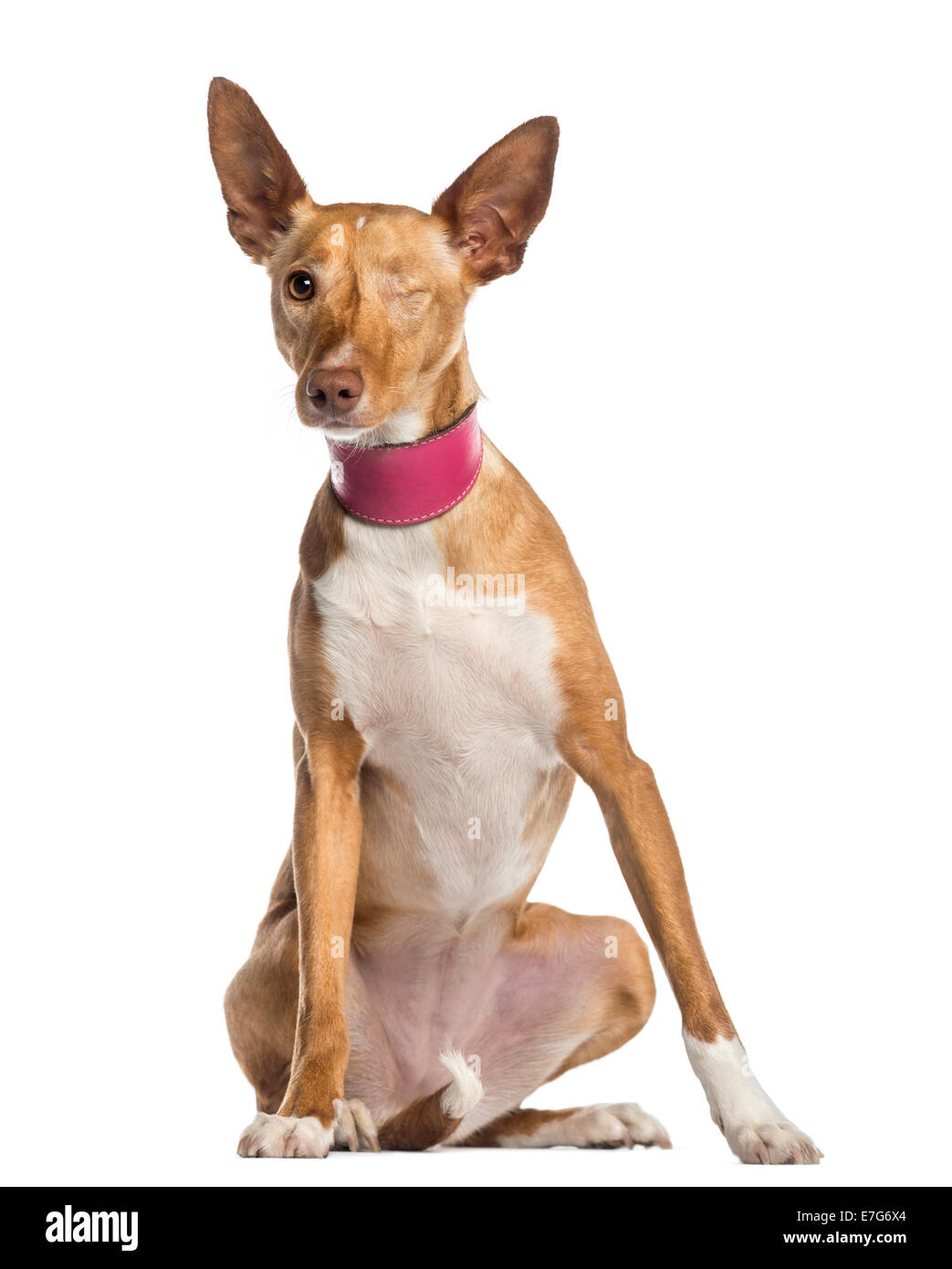 One-eyed Ibizan Hound (2 years old) against a white background Stock Photo