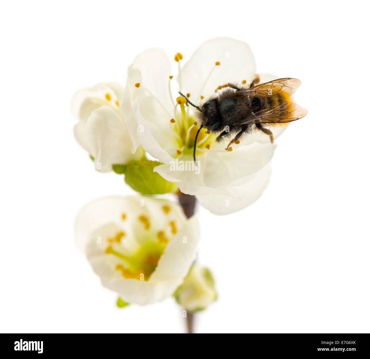 Bee, Apis mellifera, pollinating a flower on white background Stock Photo
