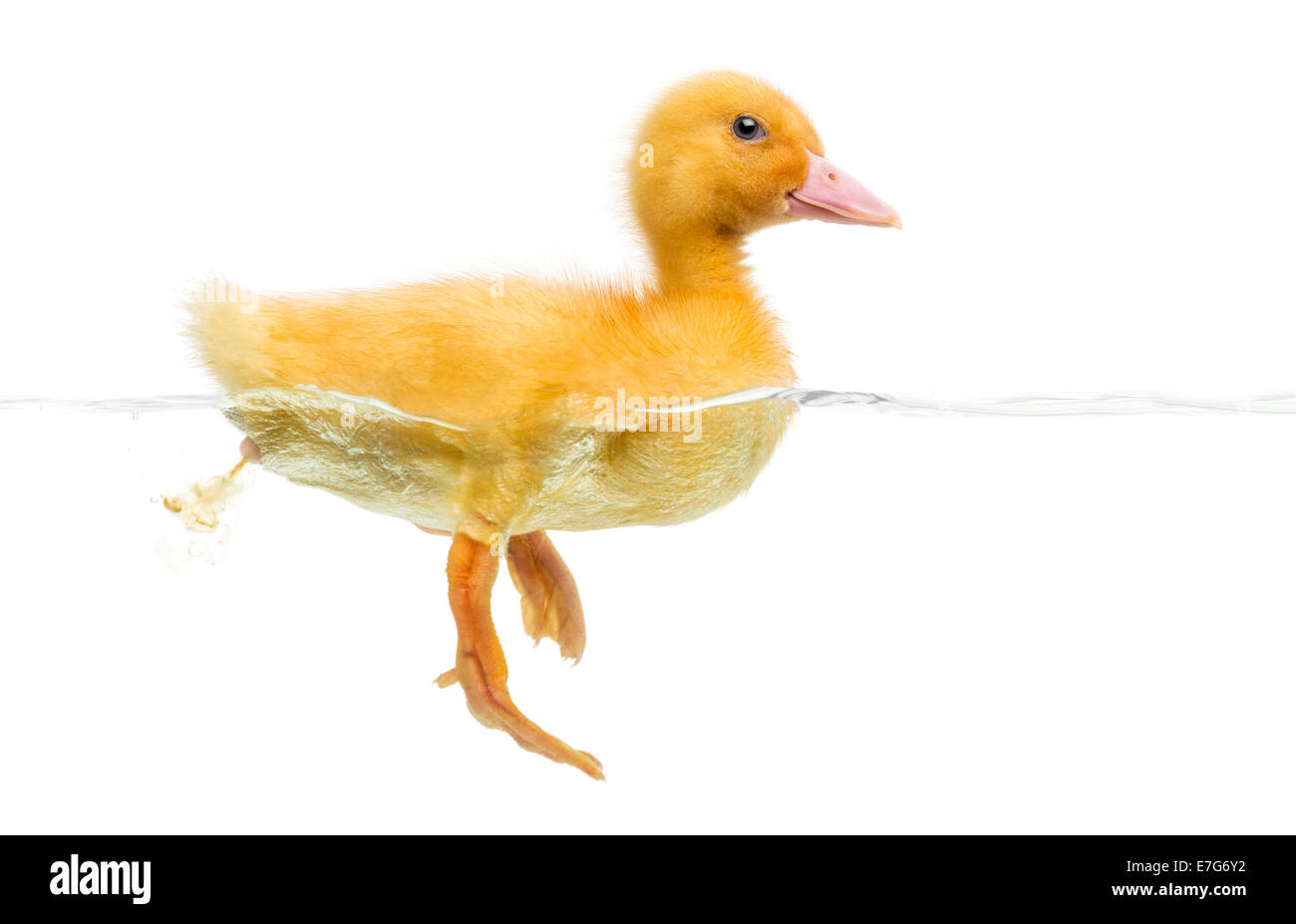 Duckling (7 days old) swimming and defecating against white background Stock Photo