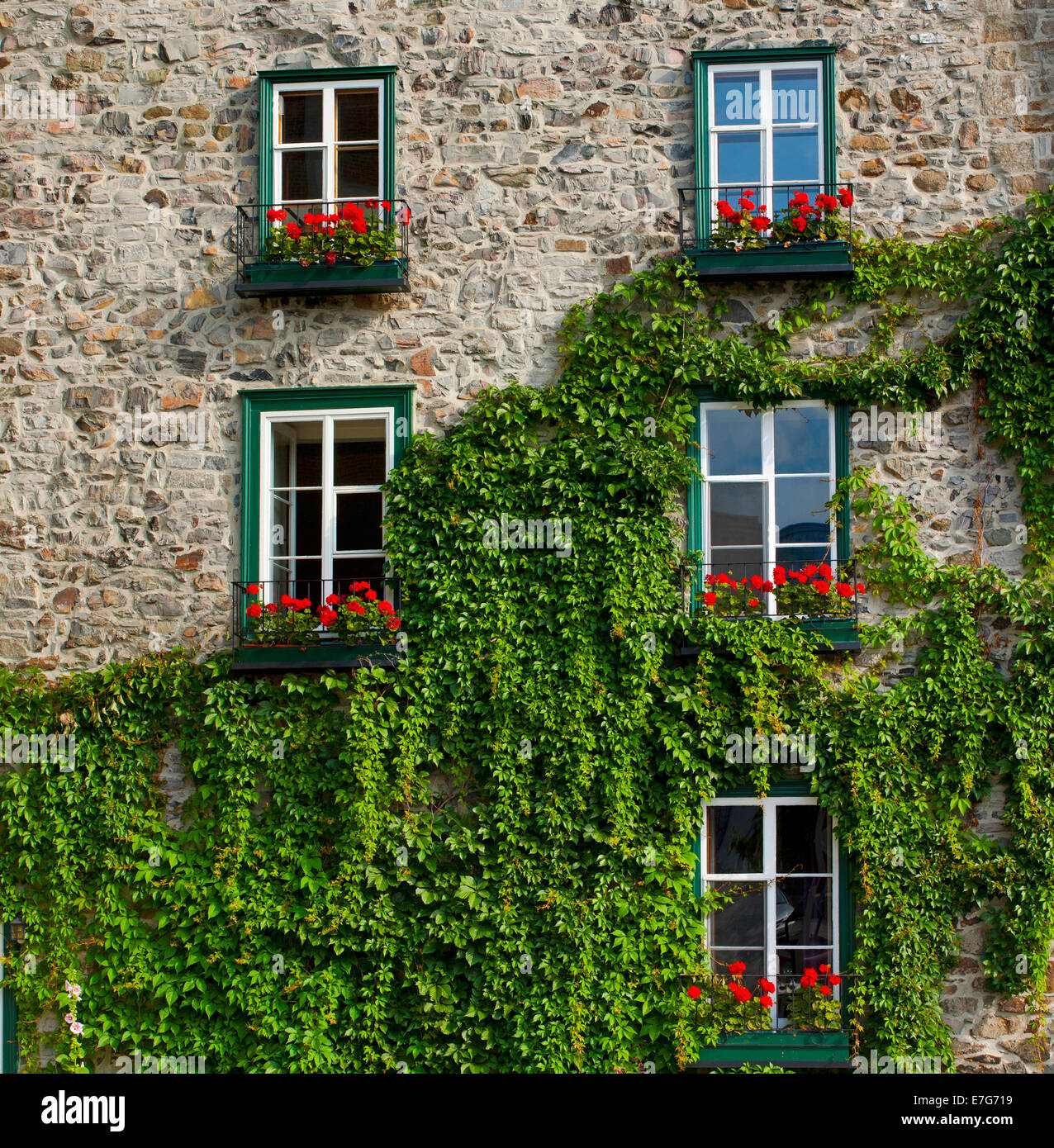 Vine covered stone house and windows, Quebec City, Quebec, Canada Stock Photo