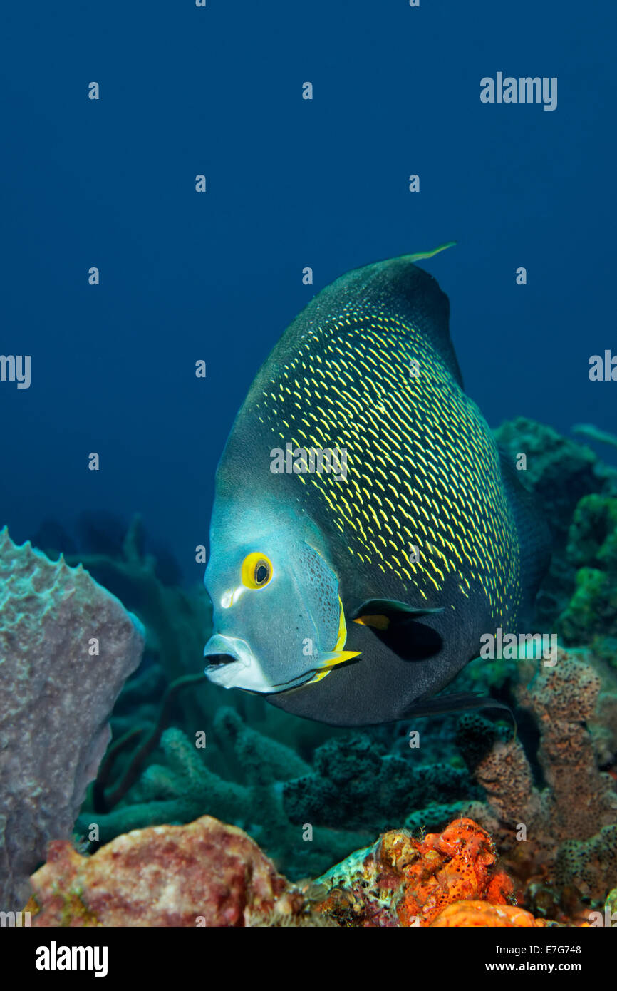 French Angelfish (Pomacanthus paru) above coral reef, Little Tobago, Trinidad and Tobago Stock Photo