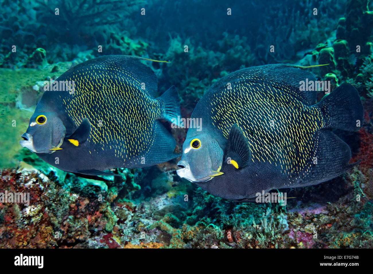 Two French Angelfishes (Pomacanthus paru) above coral reef, Little Tobago, Trinidad and Tobago Stock Photo