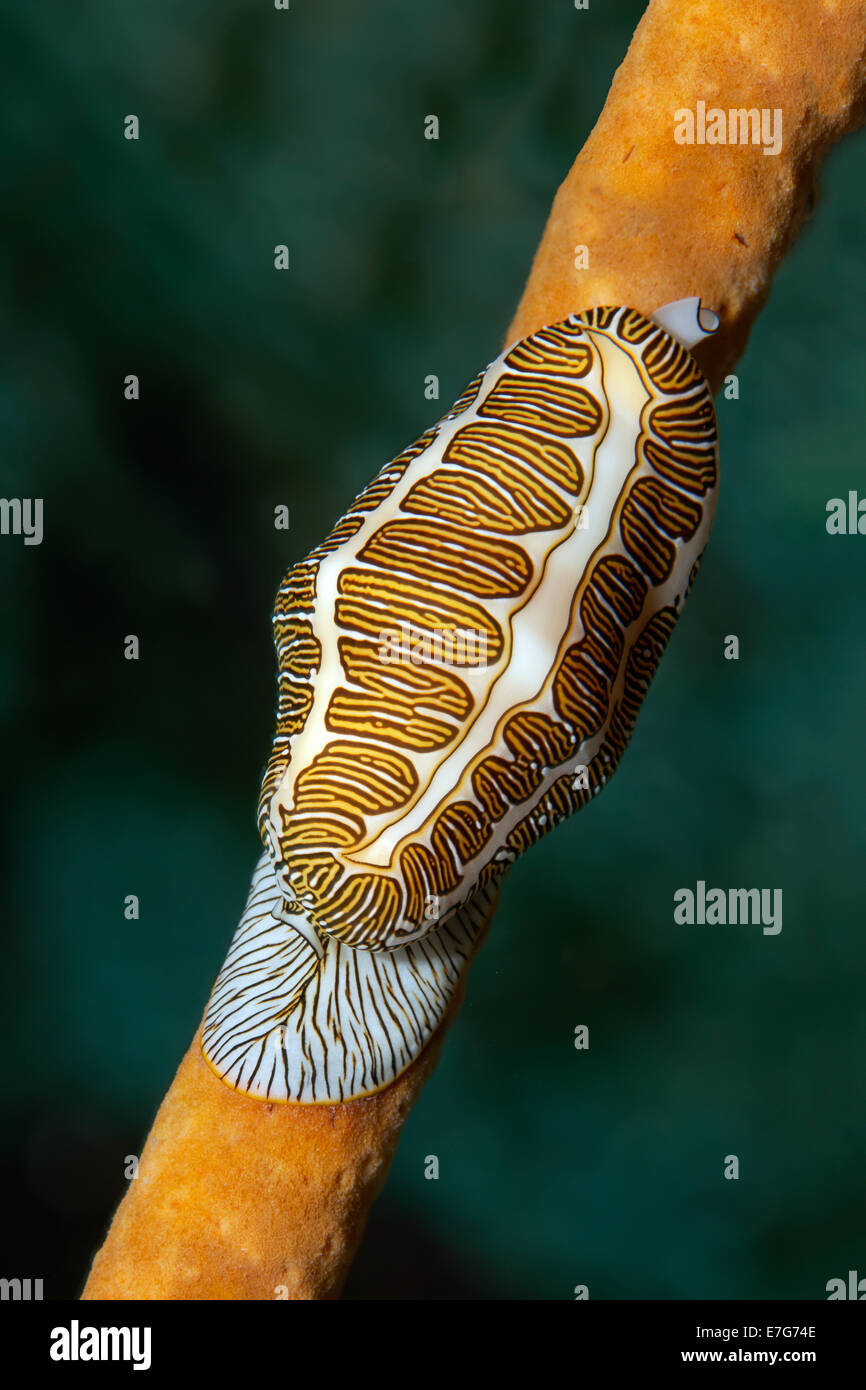 Fingerprint Flamingo Tongue (Cyphoma signatum) crawling over sponge, Little Tobago, Trinidad and Tobago Stock Photo