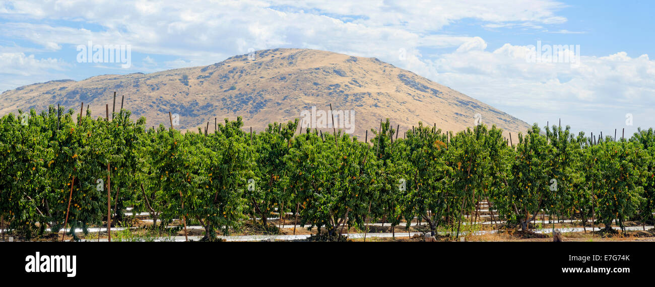 Nectarines (Prunus persica var nucipersica), plantation in the middle of the Californian hills