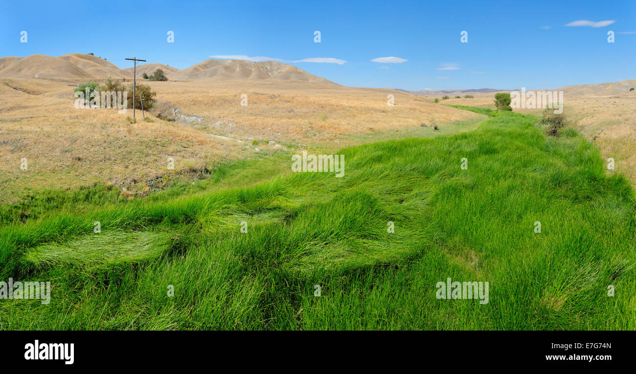 Green fertile river bed of the Cholame Creek in the middle of the dry California hills and grasslands at the Bitter Water Road Stock Photo