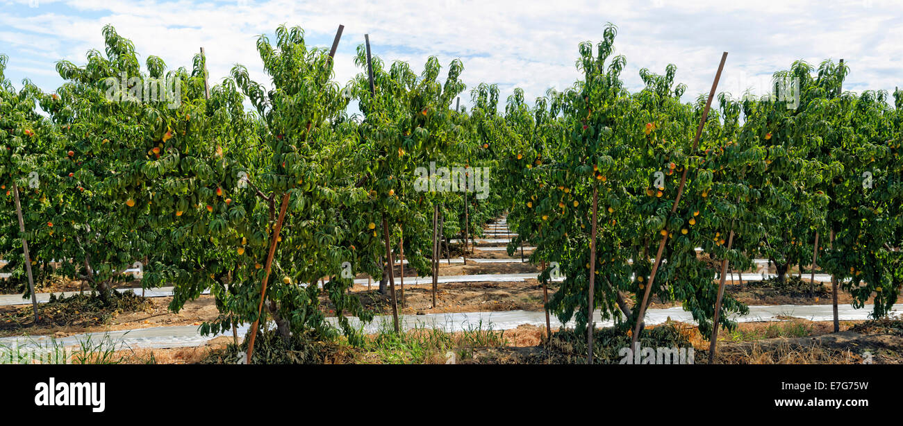 Nectarines (Prunus persica var nucipersica), plantation, Centerville, Fresno, California, United