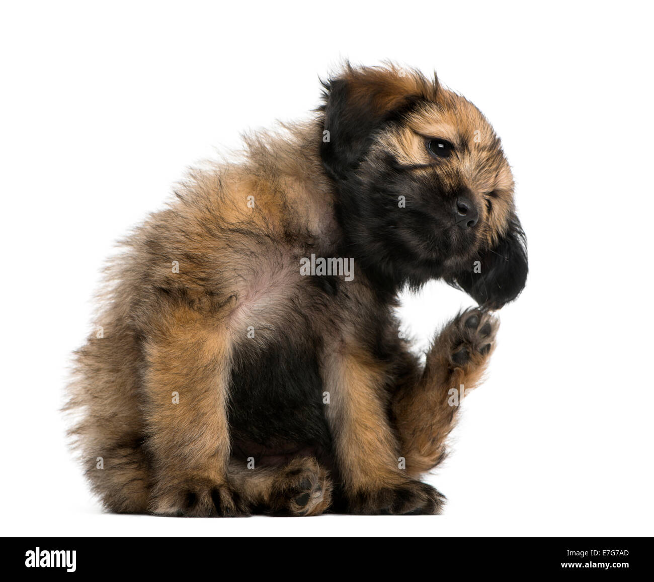 Crossbreed puppy scratching itself (2 months old) against a white background Stock Photo