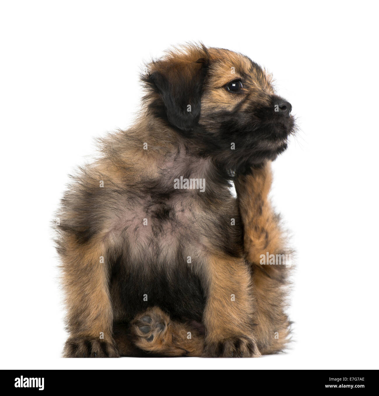 Crossbreed puppy scratching itself (2 months old) against a white background Stock Photo