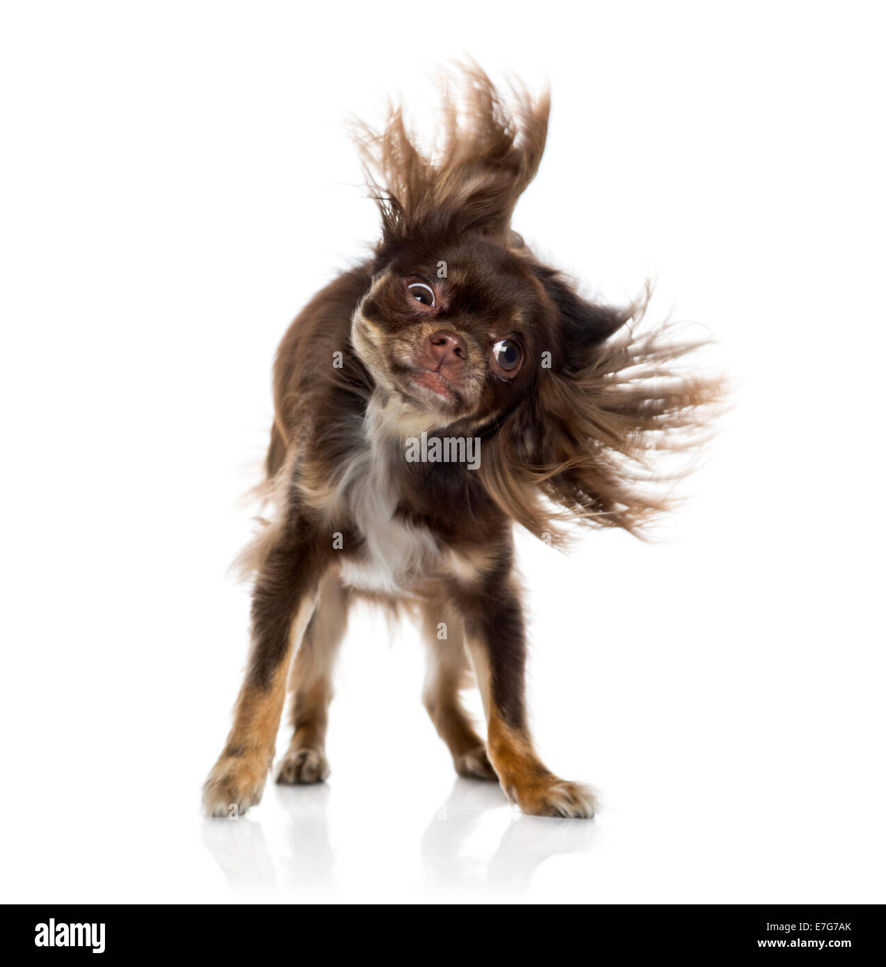 Chihuahua shaking itself shaking against a white background Stock Photo