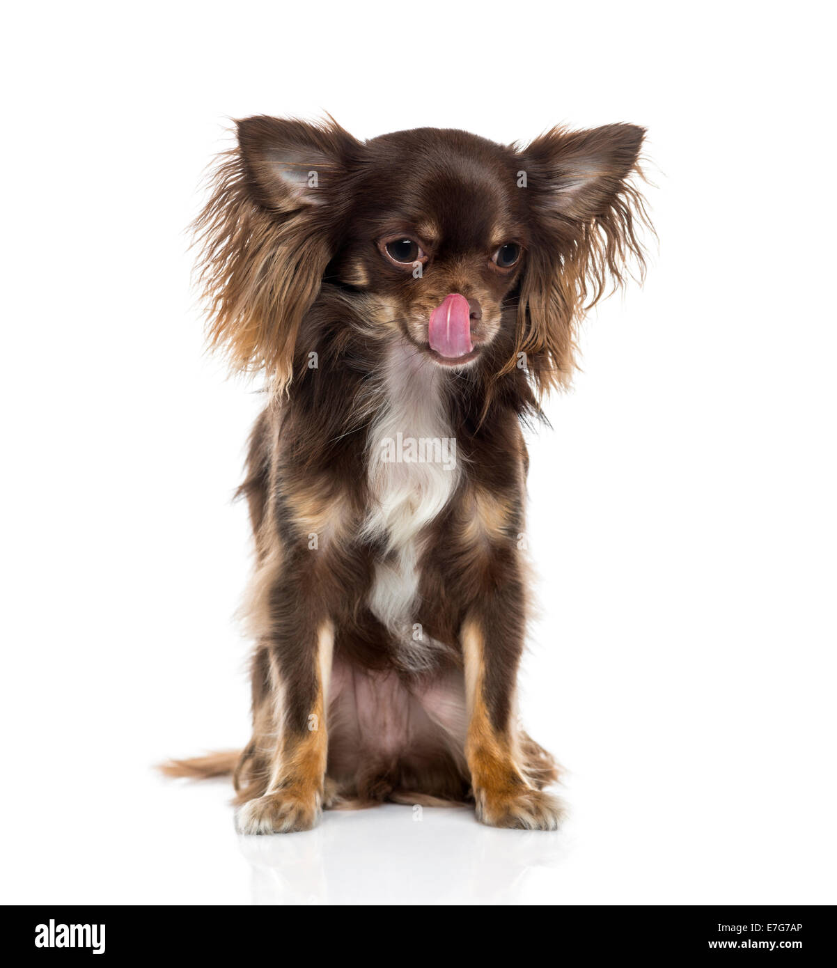 Chihuahua licking its lips against white background Stock Photo