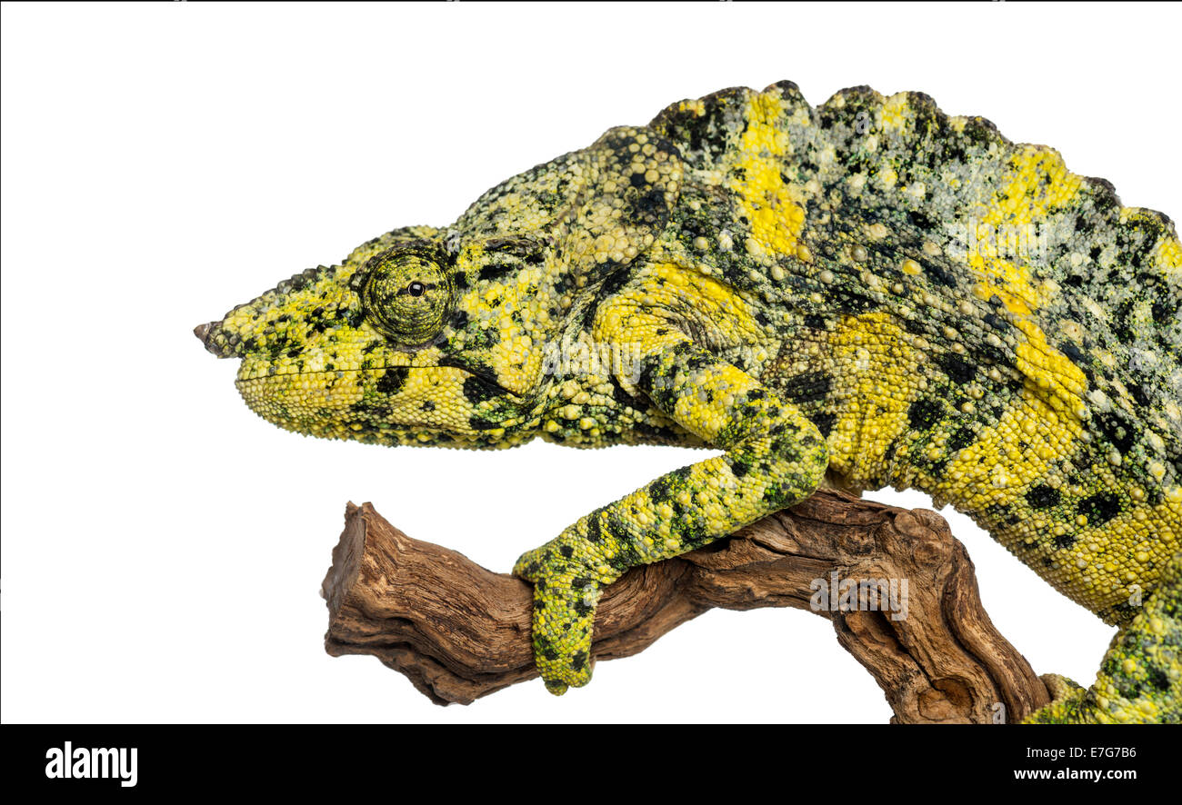 Meller's Chameleon on a branch, Trioceros melleri, against white background Stock Photo