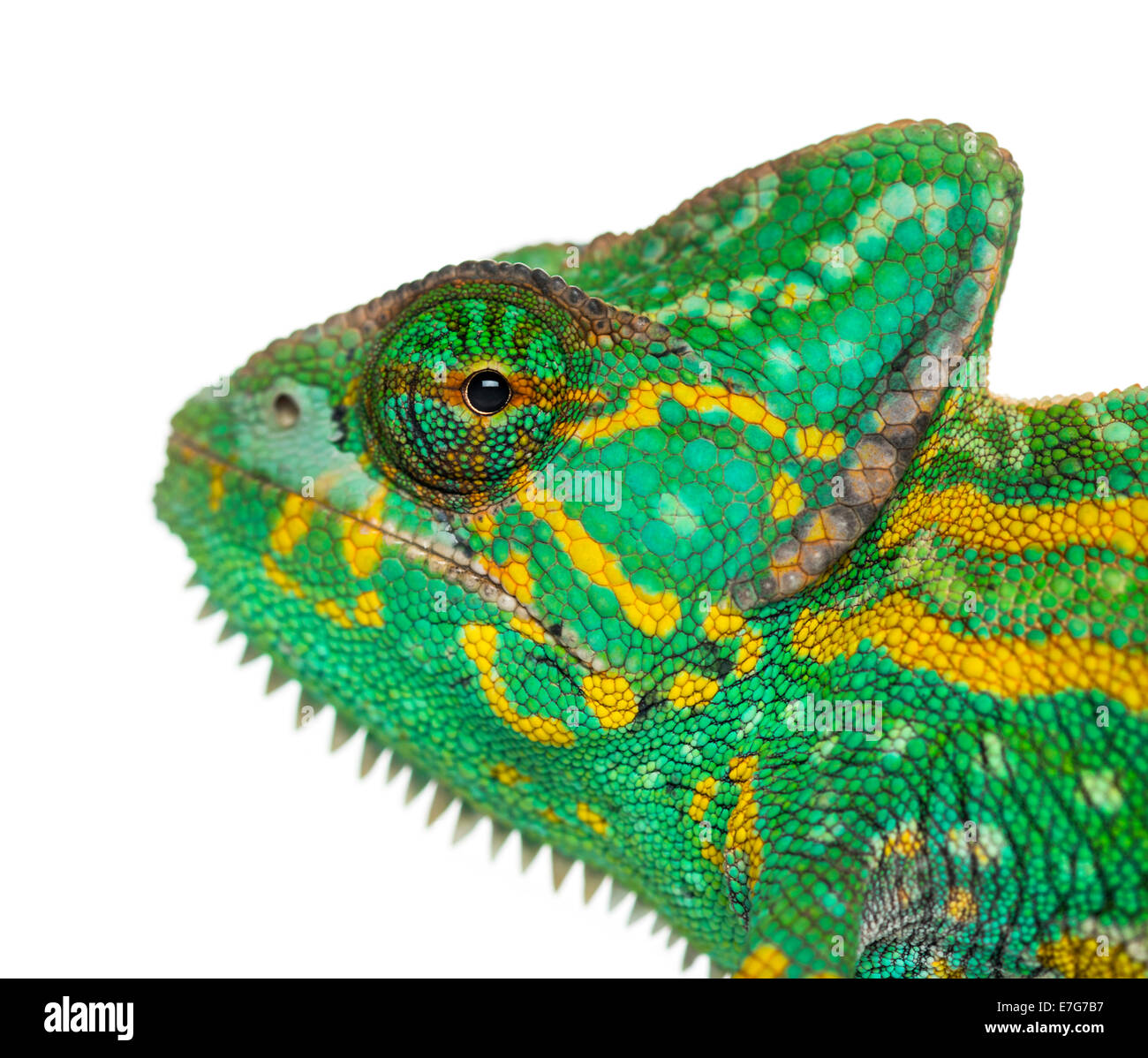 Headshot of a Yemen chameleon, Chamaeleo calyptratus, against white background Stock Photo