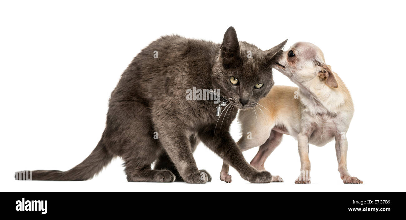 Crossbreed cat and chihuahua playing together against a white background Stock Photo
