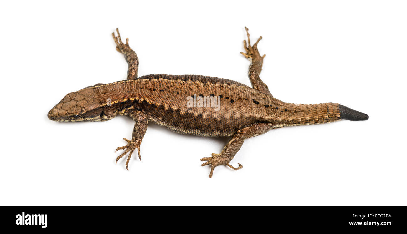 Top view of a Wall lizard with its tail cut against white background Stock Photo