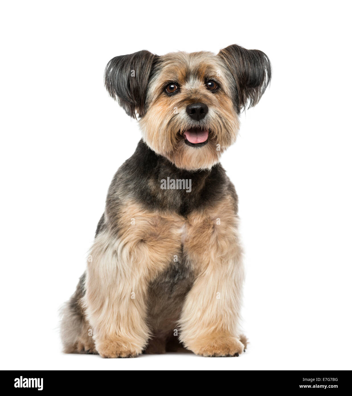 Crossbreed  (10 years old) against white background Stock Photo