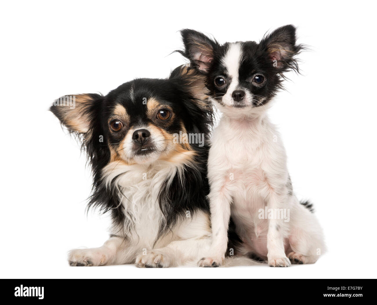 Can 2 Dogs Keep Each Other Warm