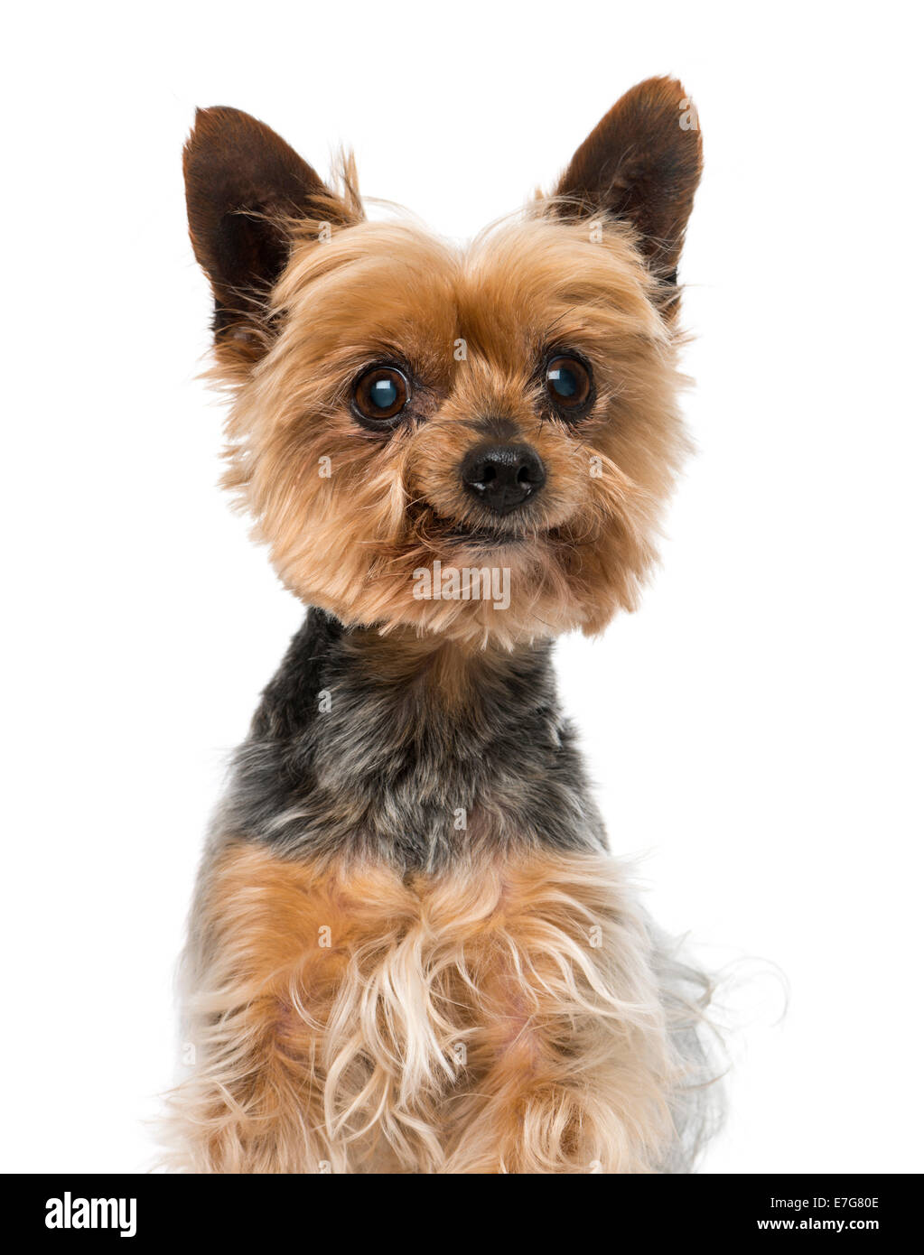 Old Yorkshire terrier (13 years old) against white background Stock Photo